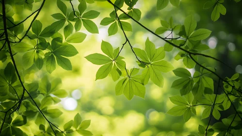 Green Leaves and Sunlight