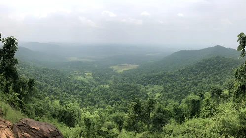 Lush Forest Landscape