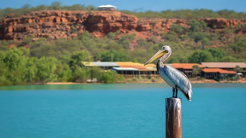 Still Pelican on a Wooden Post