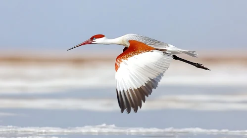 Crane Bird Flying Above Water