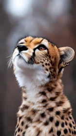 Cheetah Close-Up Wildlife Photography