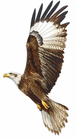 Soaring Eagle with Detailed Wings