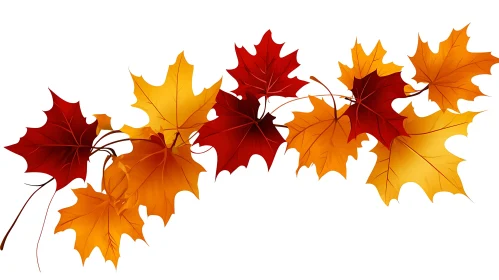 Colorful Maple Leaves on White Background