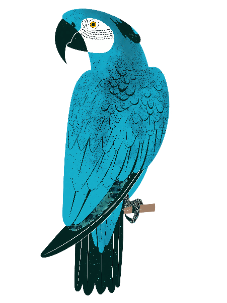 Blue Parrot Art Print POD Design