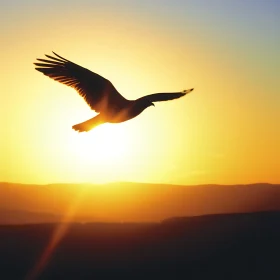 Silhouette of Bird Flying at Sunset