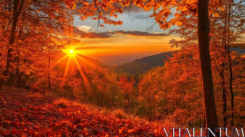 Autumnal Forest at Sunset
