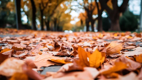 Fallen Leaves on Road