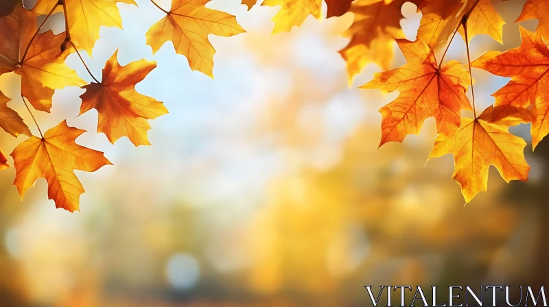 Golden Maple Leaves