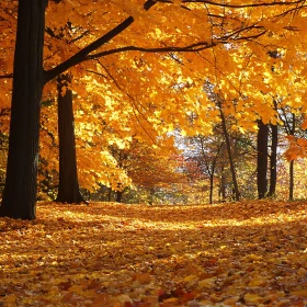 Autumnal Maple Leaves in Forest