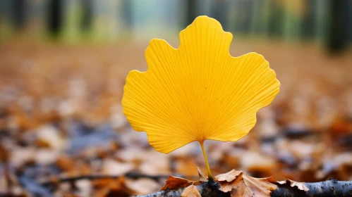 Autumn Brilliance: Yellow Leaf in Norwegian Forest