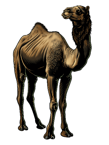 Vector Illustration of Camel on Transparent Background