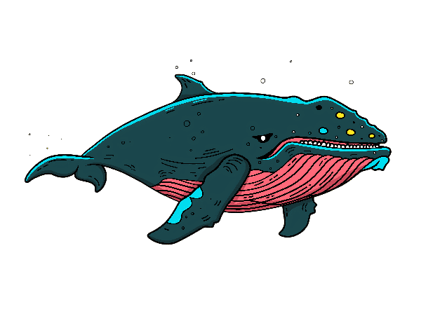 Colorful Whale Graphic Art