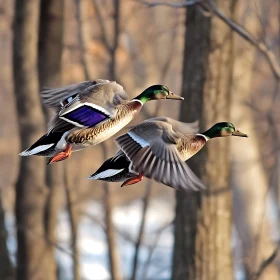 Mallards Flying Through the Forest