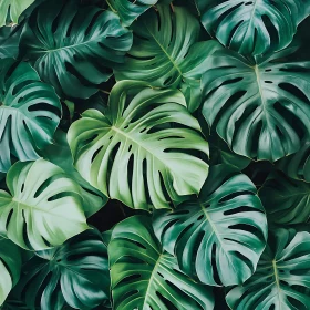 Intricate Monstera Leaves Close-Up