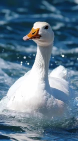 White Goose Gliding on Blue Waters