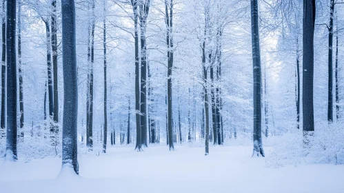 Tranquil Winter Forest with Snow-Covered Trees