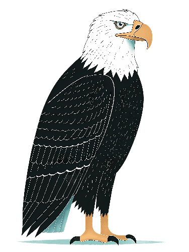 Cartoon Bald Eagle with Yellow Beak on Transparent Background POD Design