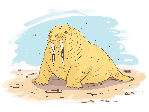 Cartoon Walrus Design