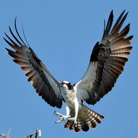 Soaring Osprey Against Blue Sky
