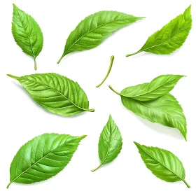 Botanical Green Leaves on White Background