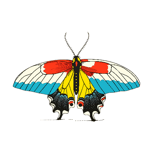 POD Design Colorful Vector Illustration of Butterfly with Spread Wings