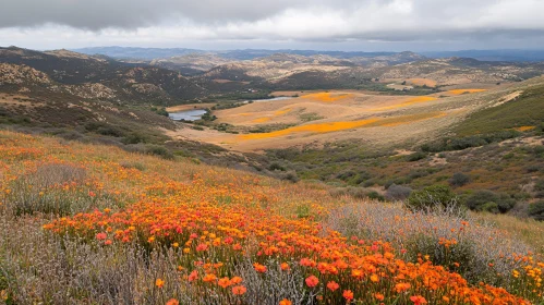 Scenic Wildflower Hillside Landscape