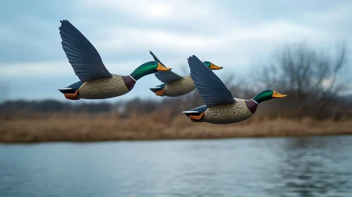 Ducks Flying Above the Lake