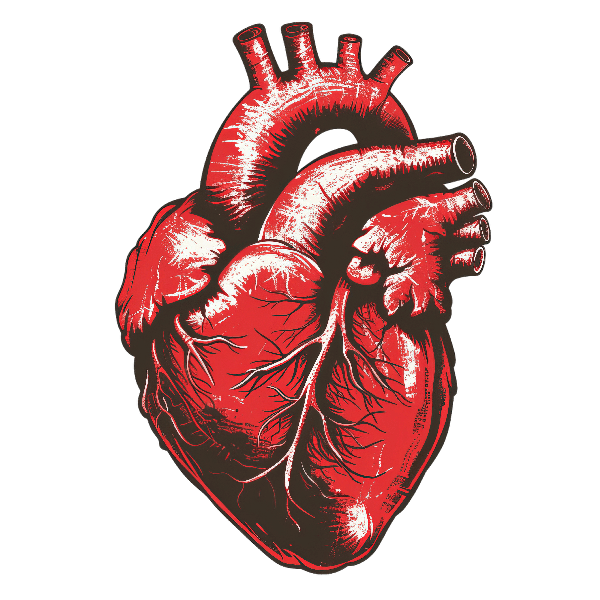 Realistic Heart Design POD Design