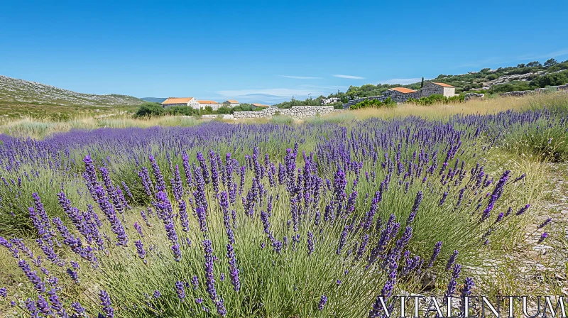 Blooming Lavender Fields and Scenic Countryside AI Image