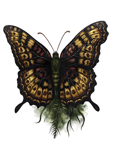 Detailed Butterfly Illustration with Dark Brown and Yellow-Orange Wings POD Design