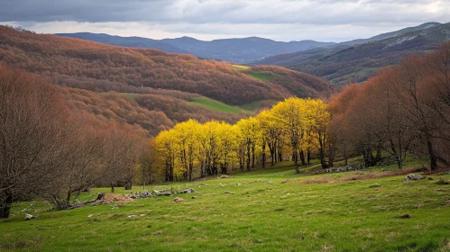 Beautiful Yellow Grove in Autumn Hills