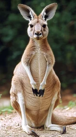 Kangaroo Standing Upright