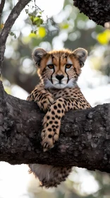 Serene Cheetah in Natural Habitat