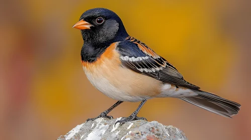 Vivid Plumage Bird on Rock
