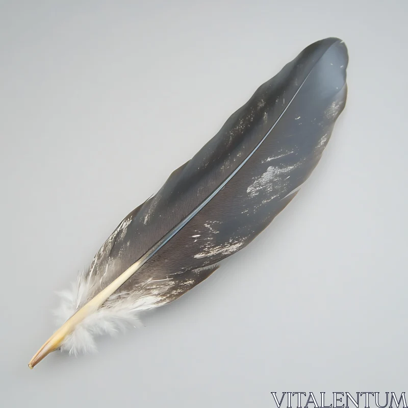 Isolated Feather on Gray Background AI Image