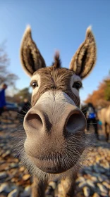 Donkey Face Close-Up