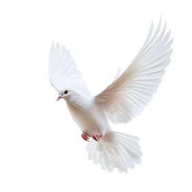 Dove Flying Against White Background