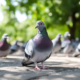 Pigeon Standing Out in a Crowd