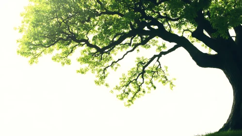 Green Tree Branches and Sunlight