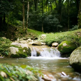Peaceful Forest Stream and Waterfall