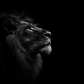 Lion in Black and White