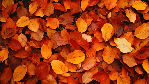 Carpet of Fall Leaves