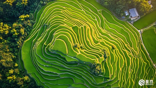 Aerial View of Green Rice Terraces
