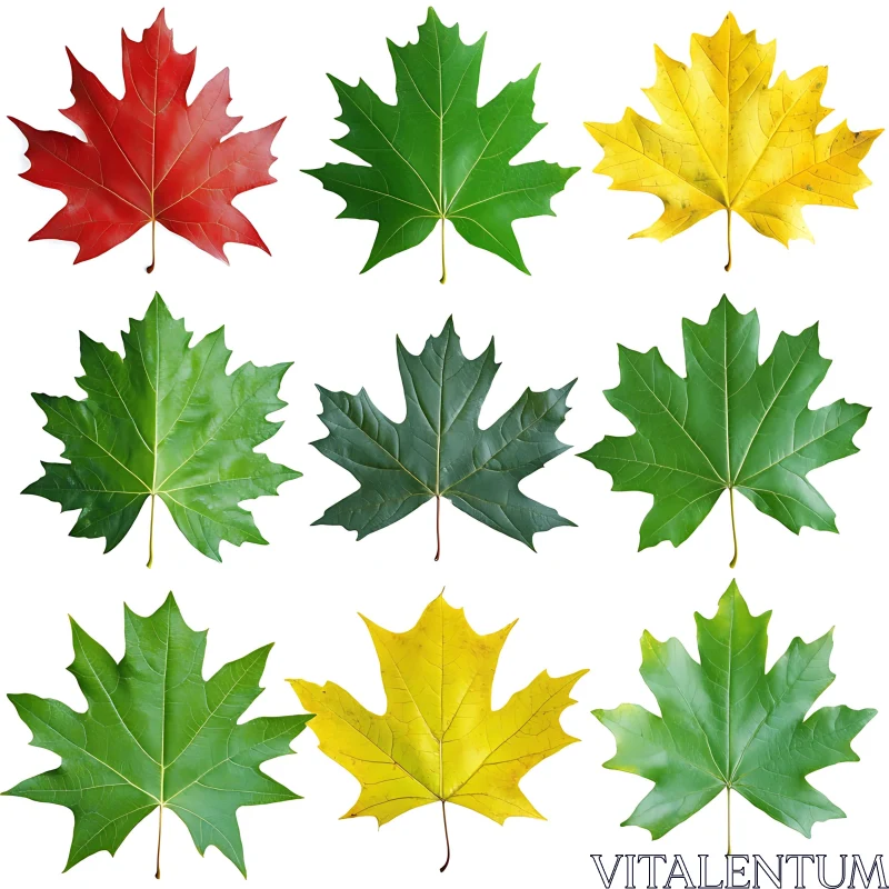 Autumnal Maple Leaf Assortment