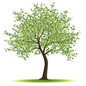 Vibrant Green Tree on White
