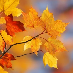 Autumn Maple Leaves Close-Up