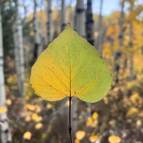 Backlit Aspen Leaf in Fall Forest