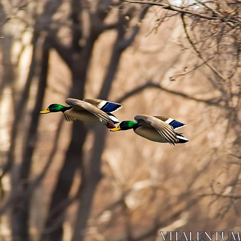 Flying Ducks Over Trees