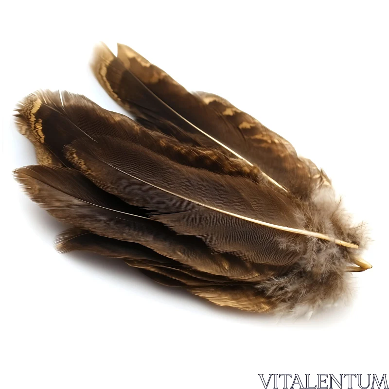 Isolated Bird Plumage on White Background