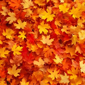 Carpet of Fall: Maple Leaf Texture